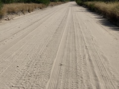 Aspidoscelis laredoensis