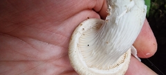 Agaricomycetes