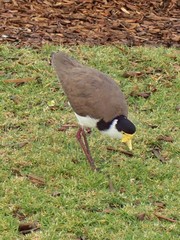 Vanellus miles novaehollandiae