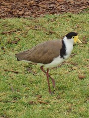 Vanellus miles novaehollandiae