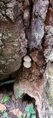 Agaricomycetes