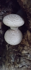 Agaricomycetes