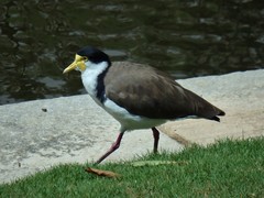 Vanellus miles novaehollandiae