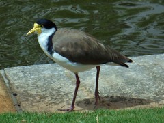 Vanellus miles novaehollandiae