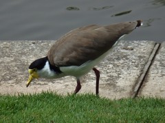 Vanellus miles novaehollandiae