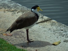 Vanellus miles novaehollandiae