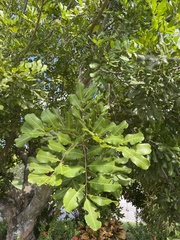 Cupaniopsis anacardioides