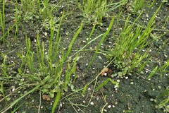 Utricularia praelonga