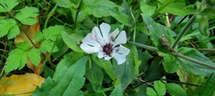 Silene latifolia