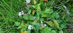 Silene latifolia