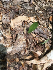 Galearis spectabilis