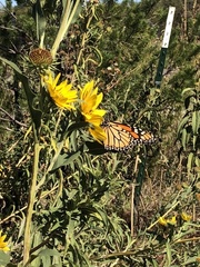 Danaus plexippus