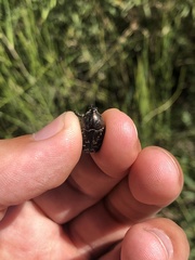 Euphoria sepulcralis