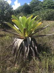 Brocchinia micrantha