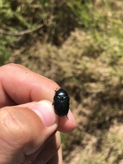 Euphoria sepulcralis