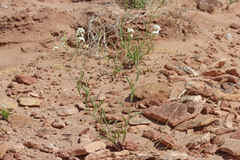 Lepidium montanum montanum