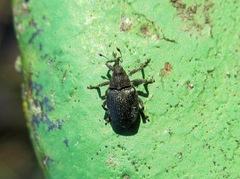 Ceutorhynchus assimilis