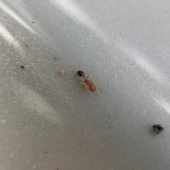 Cardiocondyla obscurior