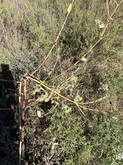 Euphorbia marginata