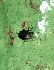 Ceutorhynchus assimilis