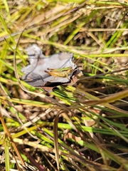 Dichromorpha elegans