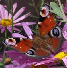 Aglais io