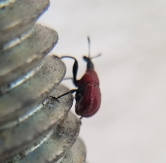 Homoeolabus analis
