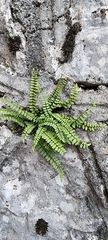 Asplenium trichomanes