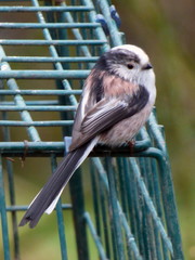 Aegithalos caudatus