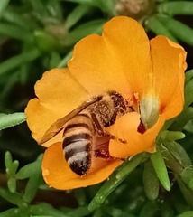 Apis mellifera