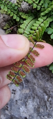 Asplenium trichomanes