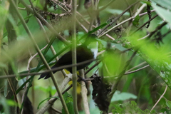 Arremon atricapillus