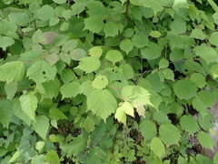 Corylus sieboldiana mandshurica