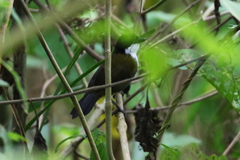 Arremon atricapillus