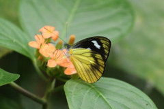 Leptophobia caesia
