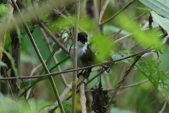 Arremon atricapillus