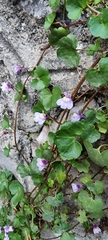 Cymbalaria muralis