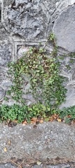 Cymbalaria muralis