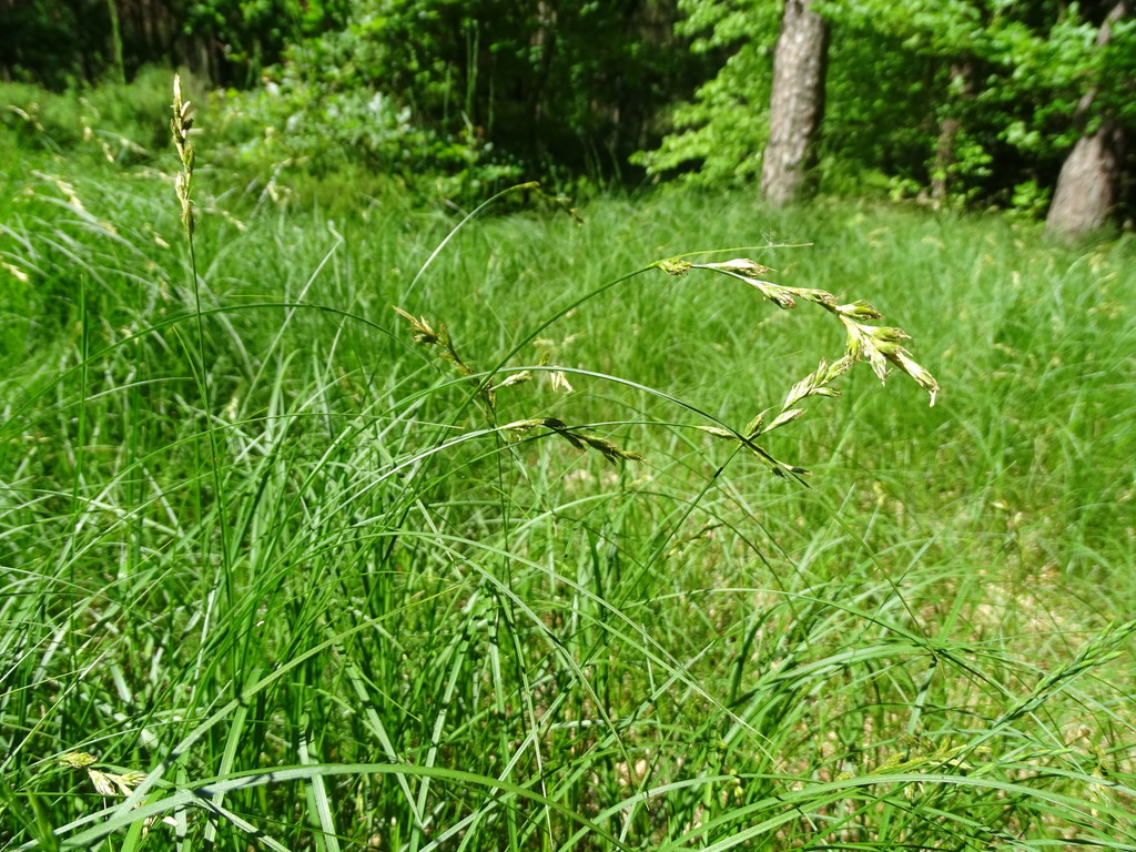 Carex pseudobrizoides; photograph (c) Grzegorz Grzejszczak, some rights reserved (CC BY-SA)