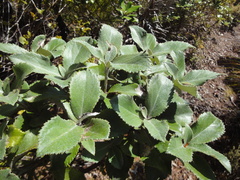 Macrolearia colensoi