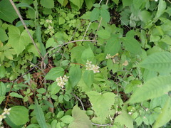 Philadelphus tenuifolius