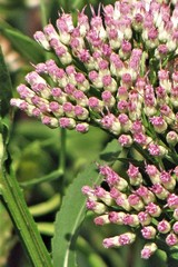 Pluchea microcephala