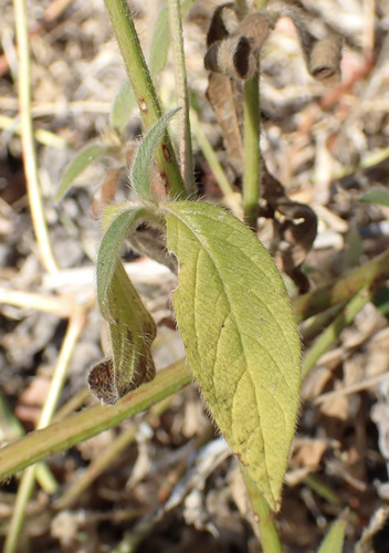 Cyathula orthacantha image