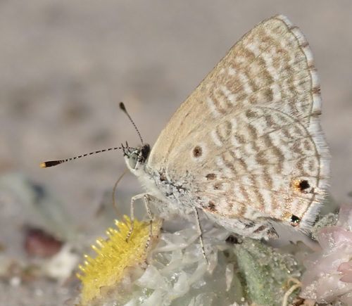 Mashuna Hairtail