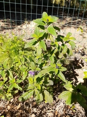 Heliotropium arborescens