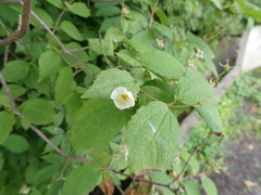 Philadelphus tenuifolius