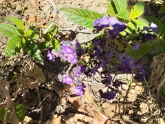 Heliotropium arborescens