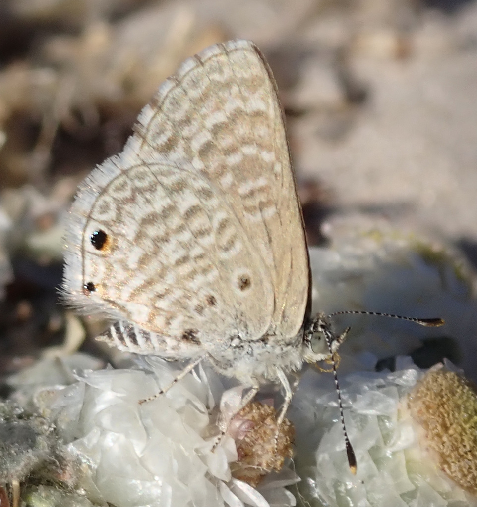 Anthene contrastata