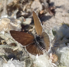 Anthene dulcis dulcis