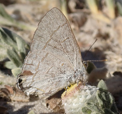 Hypolycaena philippus philippus